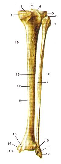 Рис. 66. Большеберцовая и малоберцовая кости (tibia et fibula).
  Вид сзади.
  1-медиальный мыщелок; 2-верхияя суставная поверхность; 3-межмыщелковое возвышение; 
  4-заднее межмыщелковое поле; 5-латеральный мыщелок; 6-верхушка головки малобериовой 
  кости; 7-головка малоберцовой кости; 8-тело малоберцовой кости; 9-медиальный 
  (межкостный) край; 10-суставная поверхность лодыжки (малоберцовой кости); 11-ямка 
  латеральной лодыжки; 12-борозда латеральной лодыжки; 13-суставная поверхность 
  медиальной лодыжки; 14-медиальная лодыжка; 15-лодыжковая борозда (борозда медиальной 
  лодыжки); 16-медиальный край больше-берцовой кости; 17-тело большеберцовой кости; 
  18-латеральный (межкостный) край большеберцовой кости; 19-линия камбало-видной 
  мышцы.
  Fig. 66. Tibia et fibula. Вид сзади.
  l-condylus medialis; 2-facies articularis superior; 3-eminentia inter-condylaris; 
  4-area intercondylaris posterior; 5-condylus lateralis; 6-apex capitis fibulae; 
  7-caput fibulae; 8-corpus fibulae; 9-margo tnedi-alis (interosseus); 10-facies 
  articularis malleoli (fibulae); ll-fossa malleoli lateralis; 12-sulcus malleoli 
  lateralis; 13-tacies articularis malleoli medialis; 14-malleolus medialis; I5-sulcus 
  malleoli medialis; 16-margo medialis tibiae; 17-софи5 tibiae; 18-margo lateralis 
  (interosseus) tibiae; 19-linea m. solei.
  Fig. 66. Tibia and fibula. Posterior aspect.
  1-medial condyle; 2-superior articular surface; 3-intercondylar eminence; 4-posterior 
  intercondylar area; 5-lateral condyle; 6-apex of head of fibula; 7-head of fibula; 
  8-body of fibula; 9-medial (interosseous) border; 10-articular facet of medial 
  malleolus (of fibula); 11-malleolar fossa; 12-malleolar groove of lateral malleolus; 
  13-articu-lar facet of medial malleolus; 14-medial malleolus; 15-malleolar groove 
  of medial malleolus; 16-medial border oftibia; 17-body of tibia; 18-lat-eral 
  (unterosseous) border of tibia; 19-soleal line.